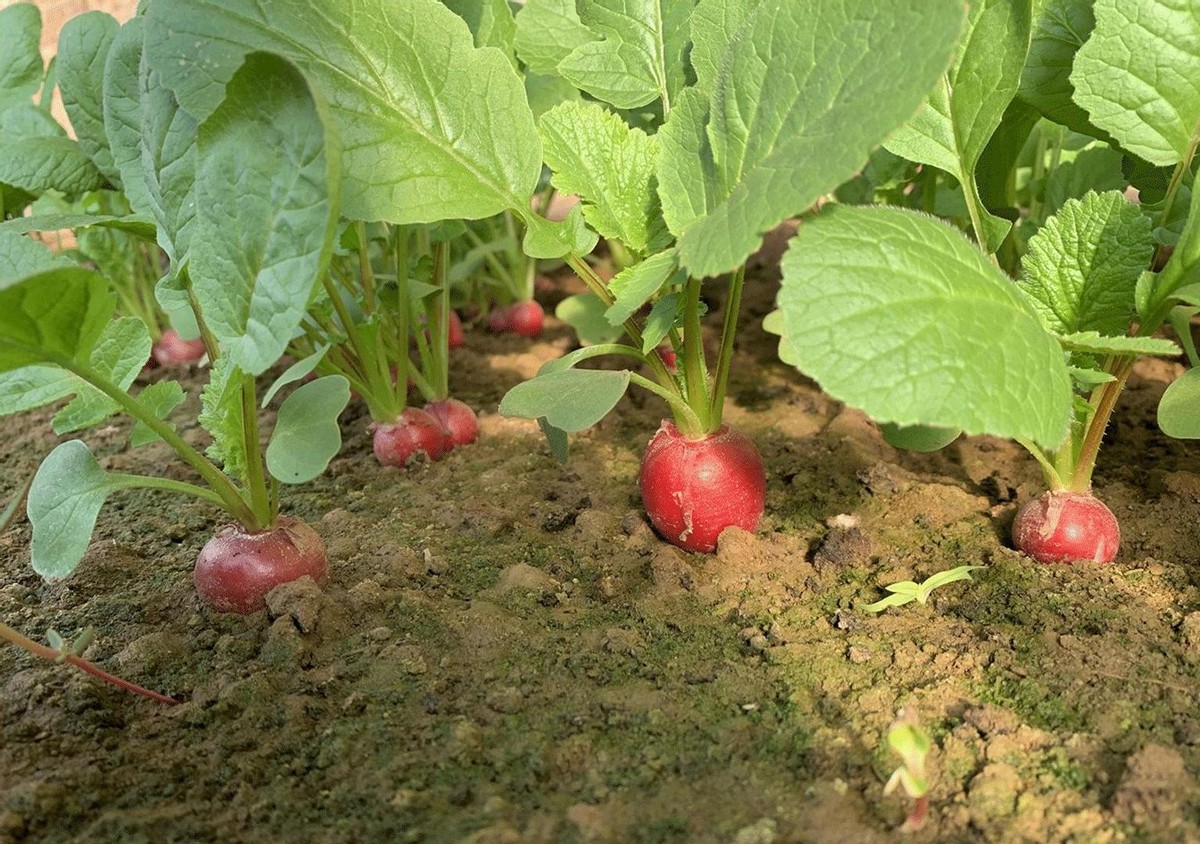 水萝卜露天种植能提高产量,掌握催芽催种你也能种好它