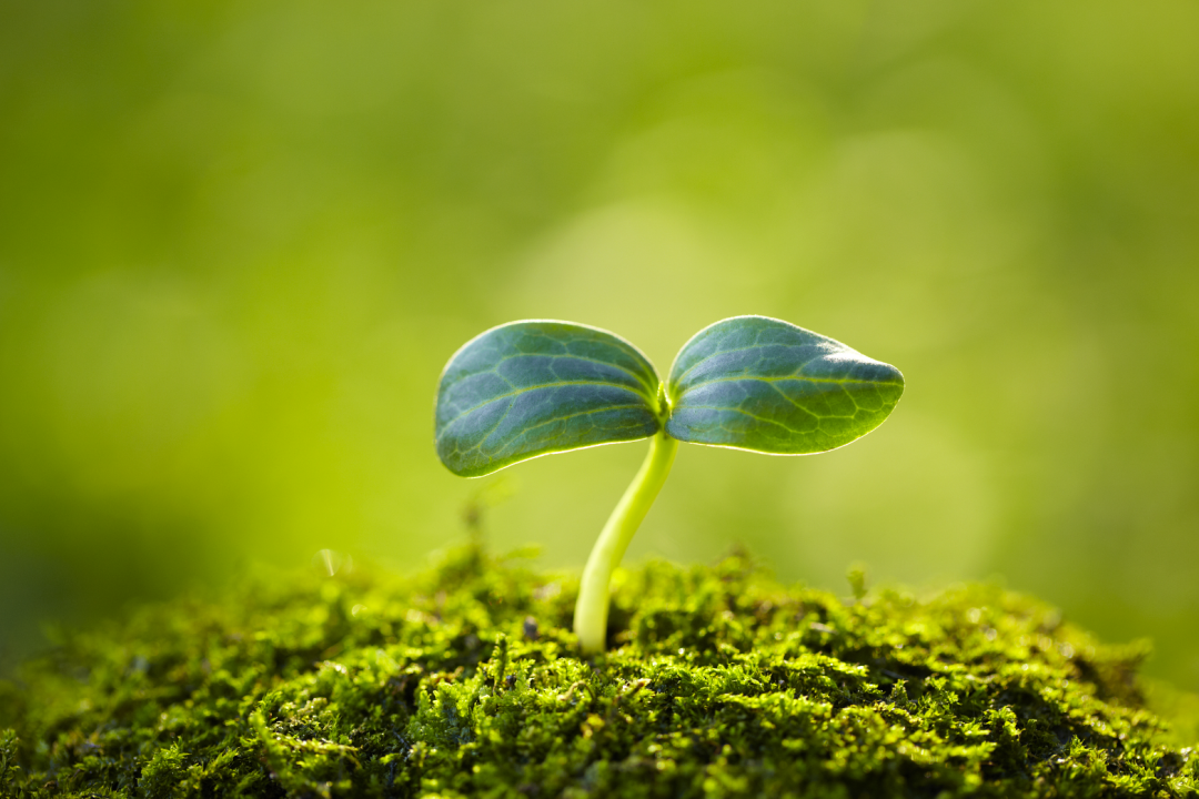科普!负氧离子能提高植物种子的发芽率吗?