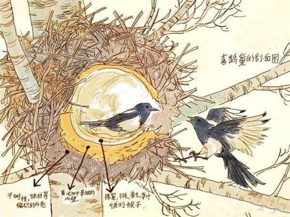 喜鹊到底是不是益鸟为什么在农村不受待见还被称作流氓鸟