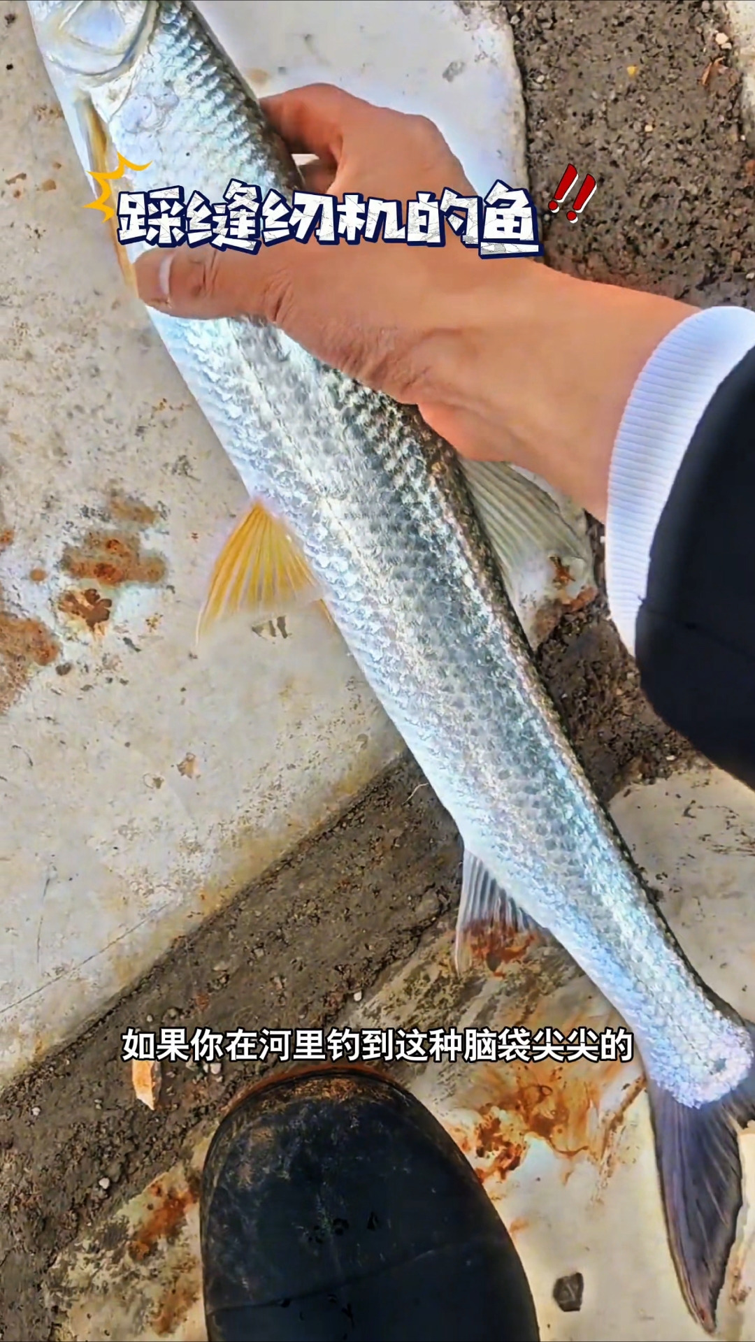 如果你在河里钓到这种脑袋尖尖的,身子长长的鱼,千万不要急着带