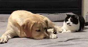 狗狗皮肤反复溃烂结痂,警惕「落叶性天疱疮」!