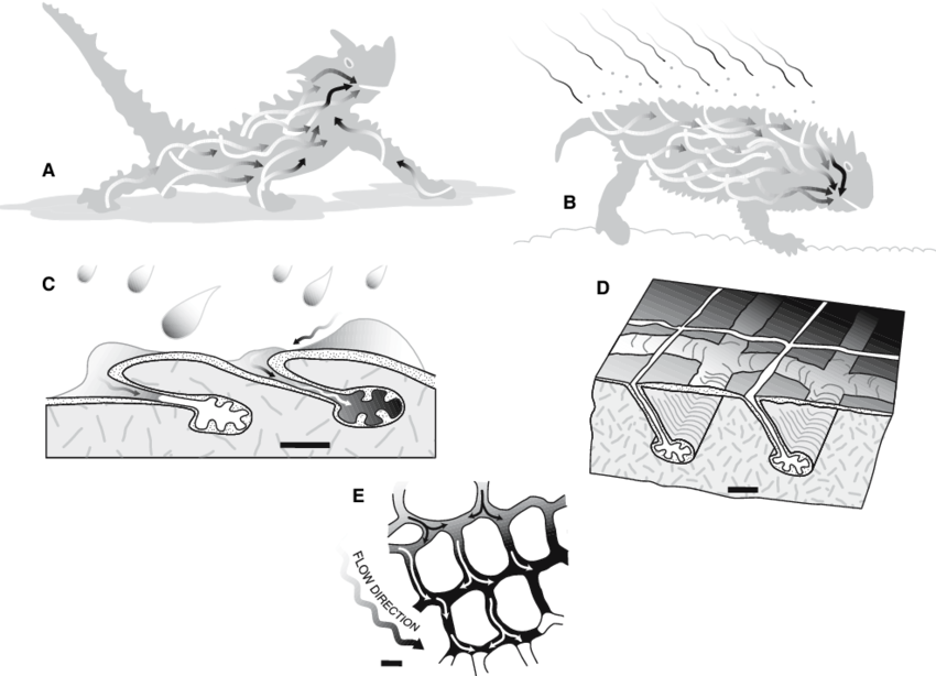 棘蜥,21厘米的"旱"海沙漠龙王:没有水,自己造