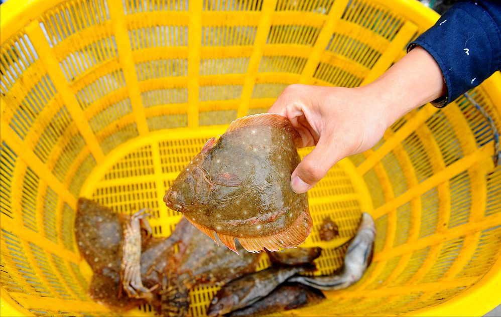 浙江宁波钓鱼人钓到80斤沙板鱼,卖9000块,不好吃还能卖这么贵?