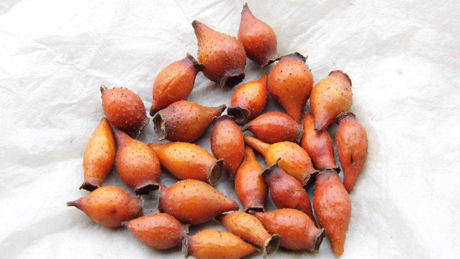 这种浑身长刺的野果,除了泡酒,还有很多作用,本地卖28元一斤