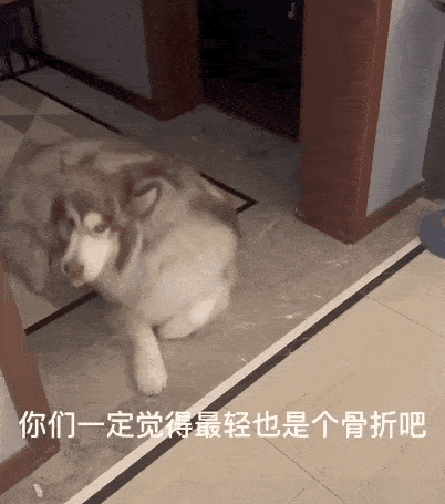 狗子睡着突然狂叫,四肢僵硬表情扭曲,一顿检查后……医生笑哭了