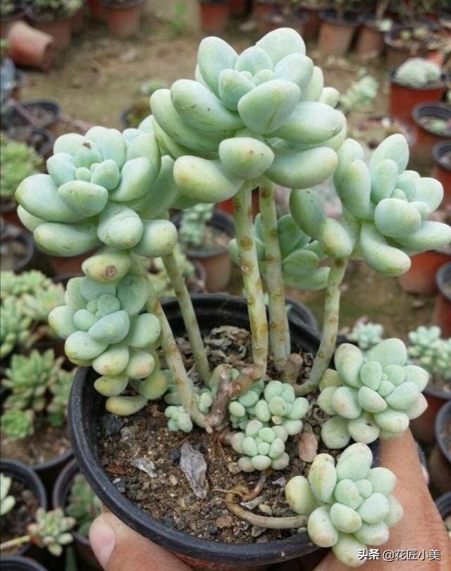 最爱徒长的多肉"天使之泪"如何养,才能养出美好的状态?