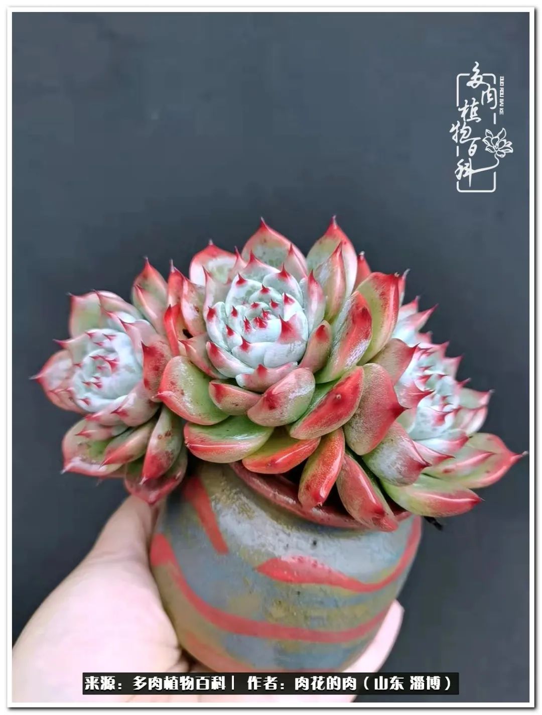 肉花的多肉,历经平凡,注定不凡!