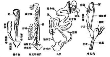 母鸡蛋道照片图片