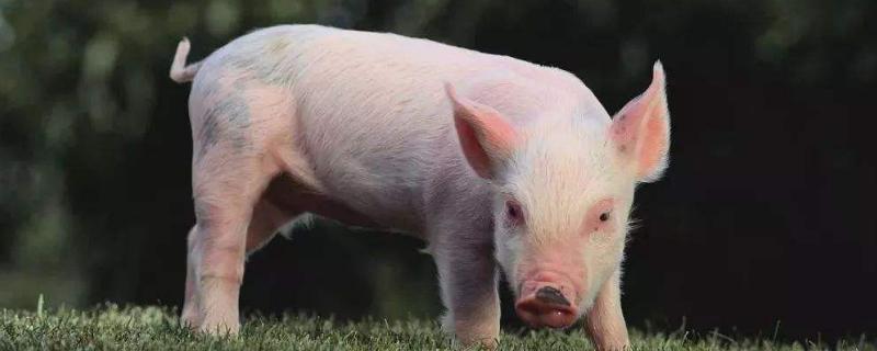 猪可以喂食盐吗