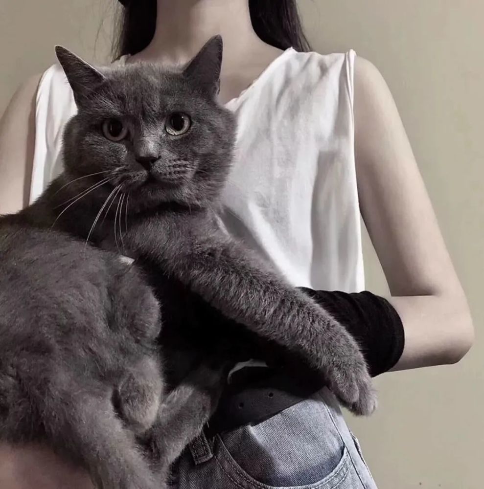 抱着猫的情侣头像唯美图片