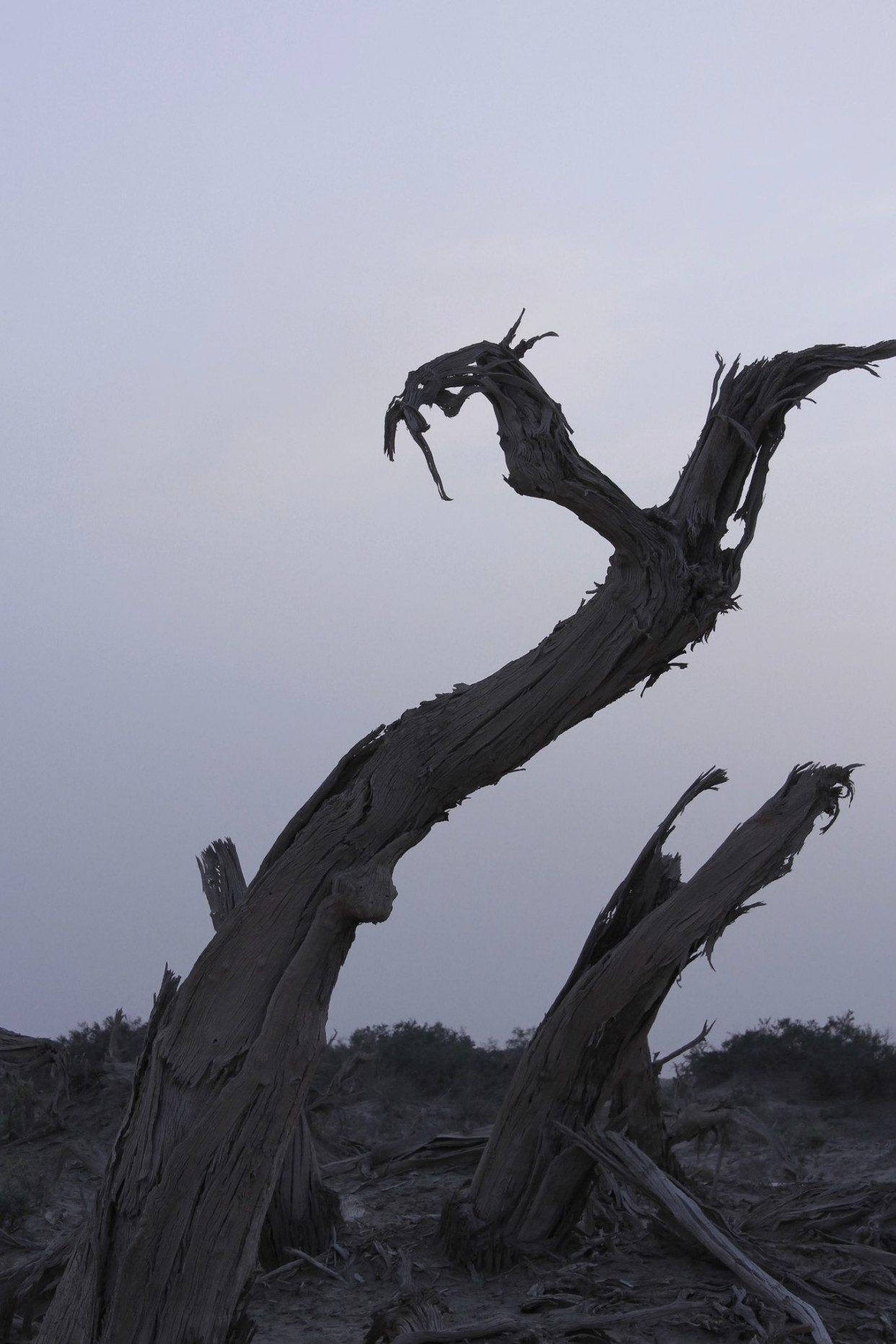 天与地与树,一片苍凉,一派悲壮