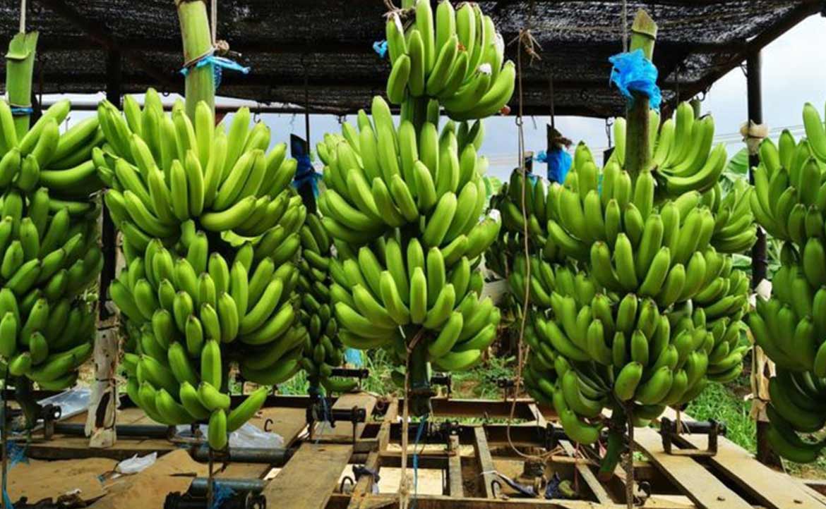 转基因香蕉上位?香蕉要灭绝这事儿,恐怕是真的