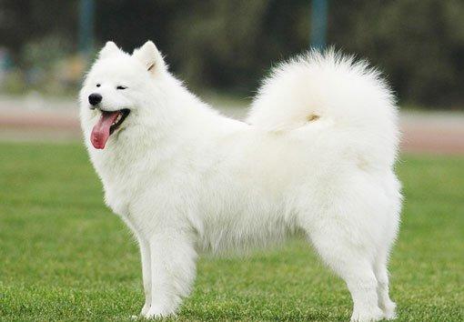 公园有两只彩色萨摩,很可爱,却是故意被染色的