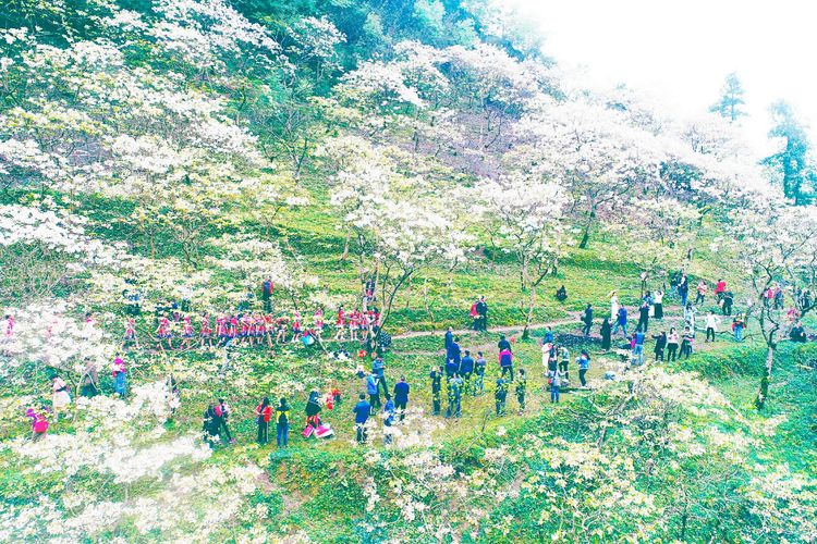 四月芳菲尽,湘西桐花寨桐花正大面积开放