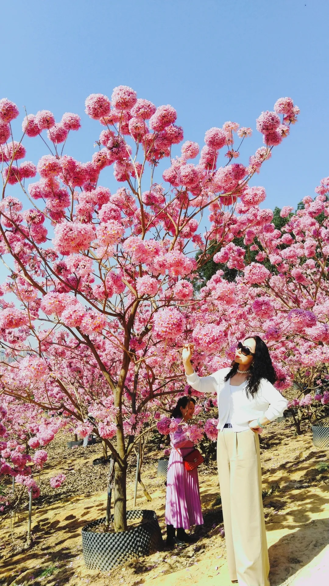 江门紫风铃花比去年提前了约20天,12月15日开园