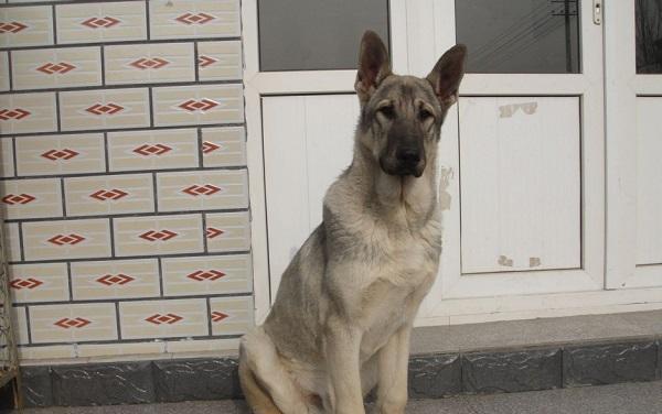 为什么养"狼青犬"的人多?养过的都懂,太好养了