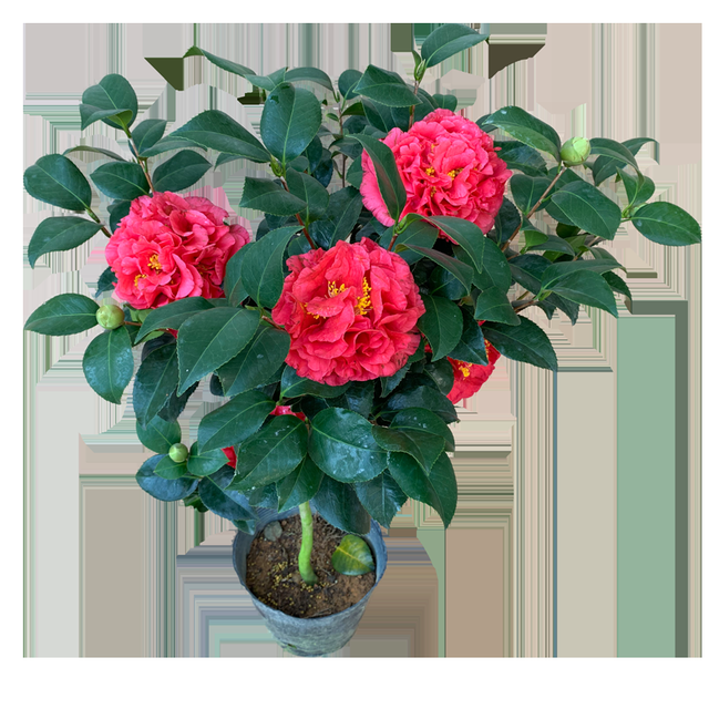 秋天不适合种花?不,这12种花草随便选,只要种下去就能成活