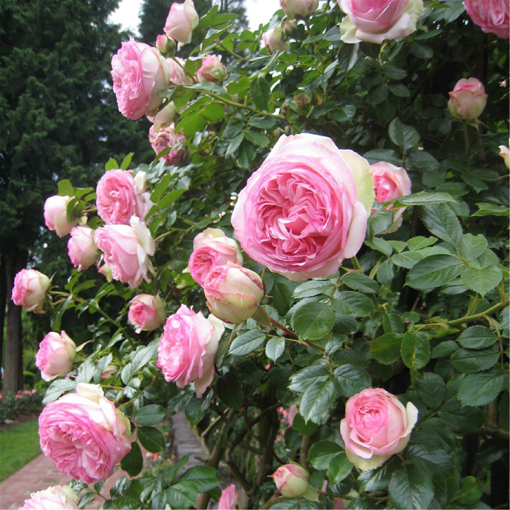 龙沙宝石爬藤月季优缺点,你知道吗?