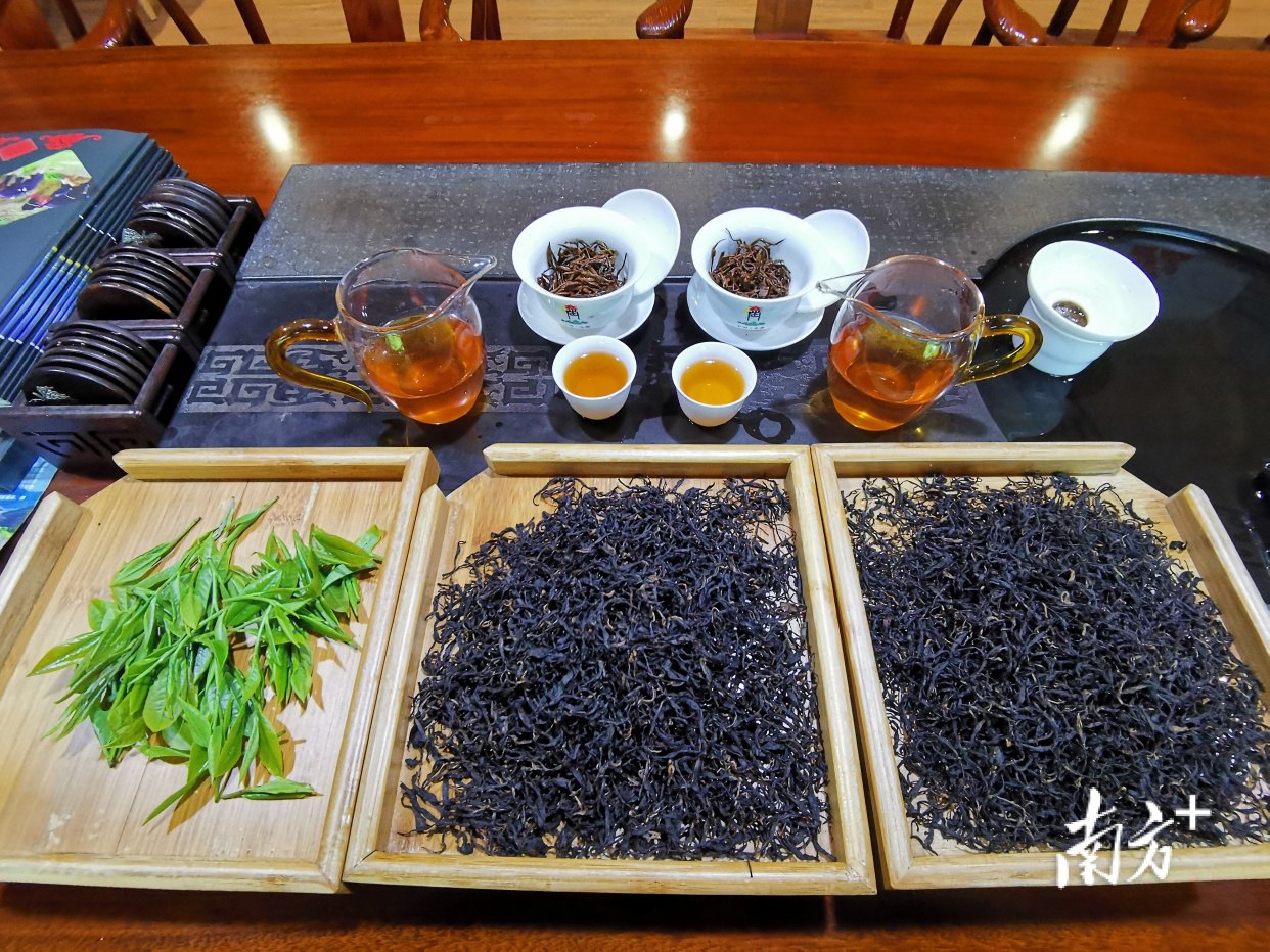 连南大叶茶:历史悠久的绿色宝石