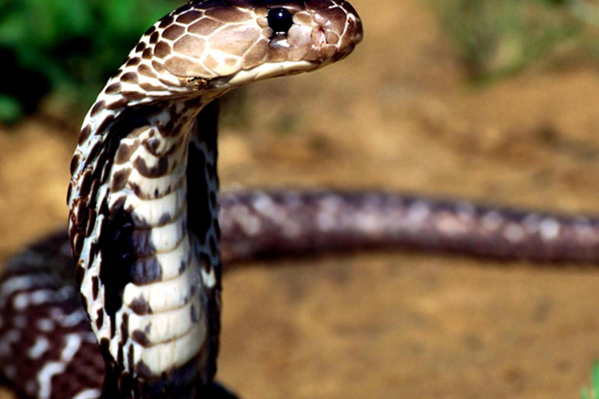 无毒"菜花蛇"成为百蛇之王,实至名归?为啥菜花蛇这么厉害