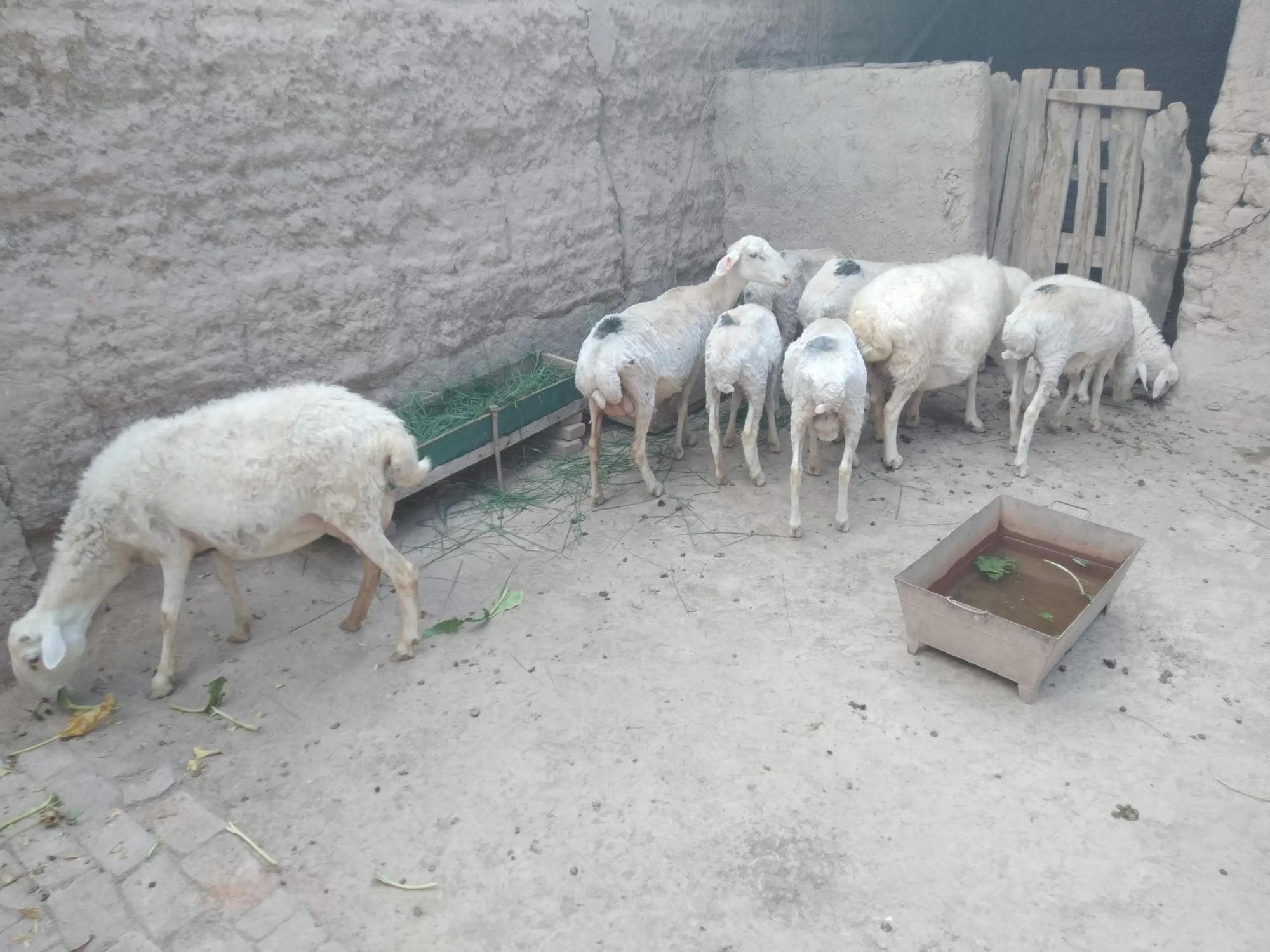 农村,这4种常见羊舍,能给肉羊提供遮风挡雨的"家"