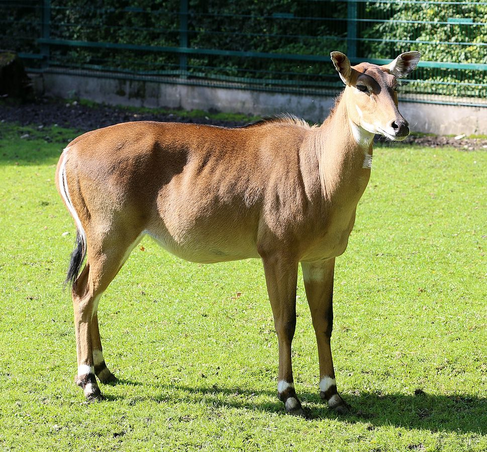 怎么看都是头牛的羊,大蓝羚