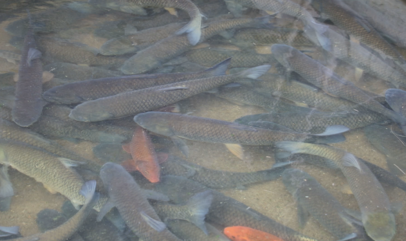 2008年广西一败家子养鱼败光百万家产4年后7天赚回130万