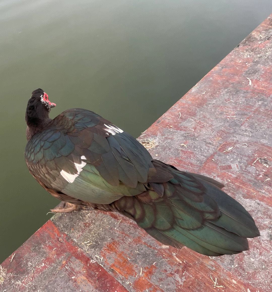 养殖界神器!番鸭养殖技术大揭秘