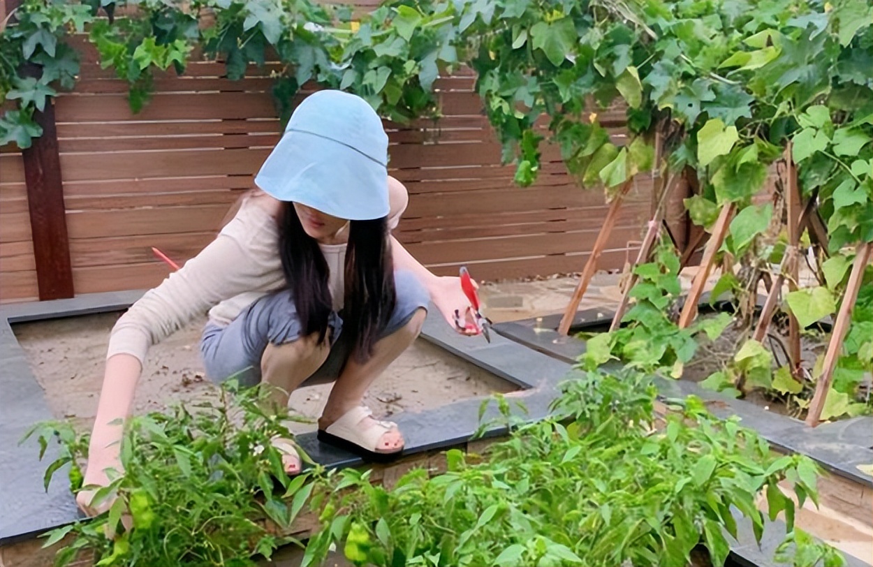 37岁张馨予:将千万豪宅改成菜园,活成娱乐圈李子柒,羡慕哭众人