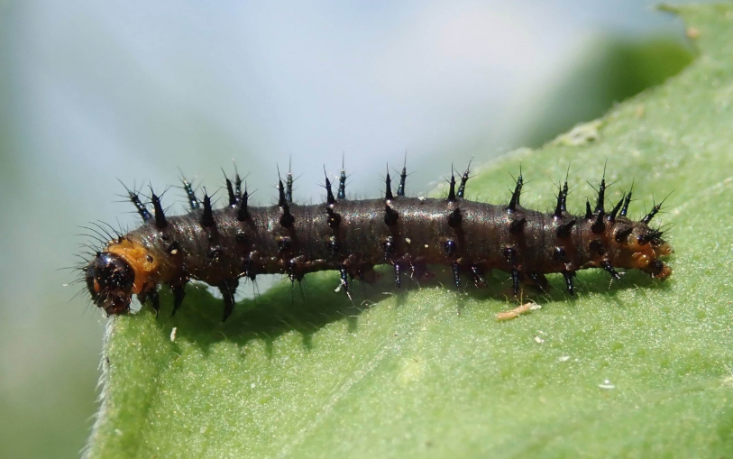 蝴蝶几条腿?蝴蝶的一生会经历哪些阶段?