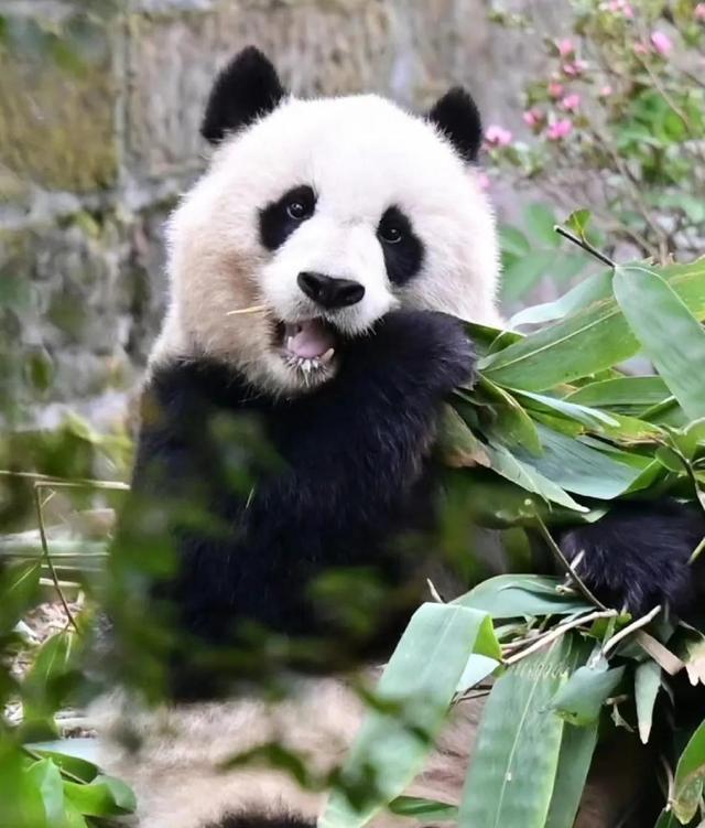 狼群追杀偷吃狼崽者,被村民发现幸免;最美北川熊猫被成功救助