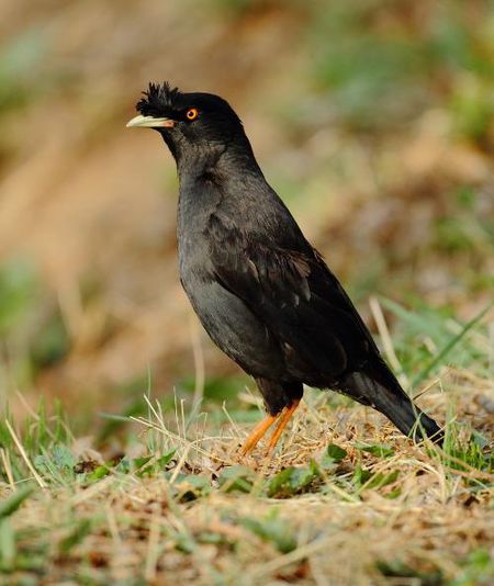 幼鸟黑八哥怎么分公母?