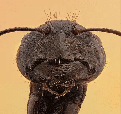 第一次见到显微镜下蚂蚁的脸,哈哈哈哈有没有被丑到了?