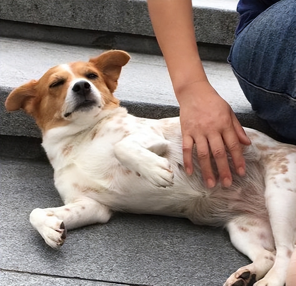 原来狗狗"四脚朝天"躺着,是对你发出这些信号