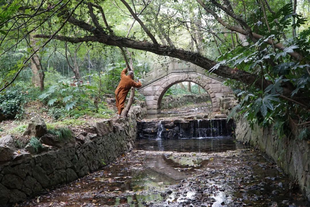 那年,月宫的桂子落在灵隐寺前的月桂峰上,秋日的杭州满城桂香