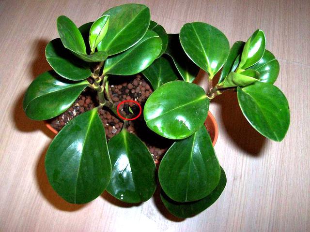 4种"厚脸皮花"不能长太高,徒长就得赶紧剪,越剪才能越漂亮