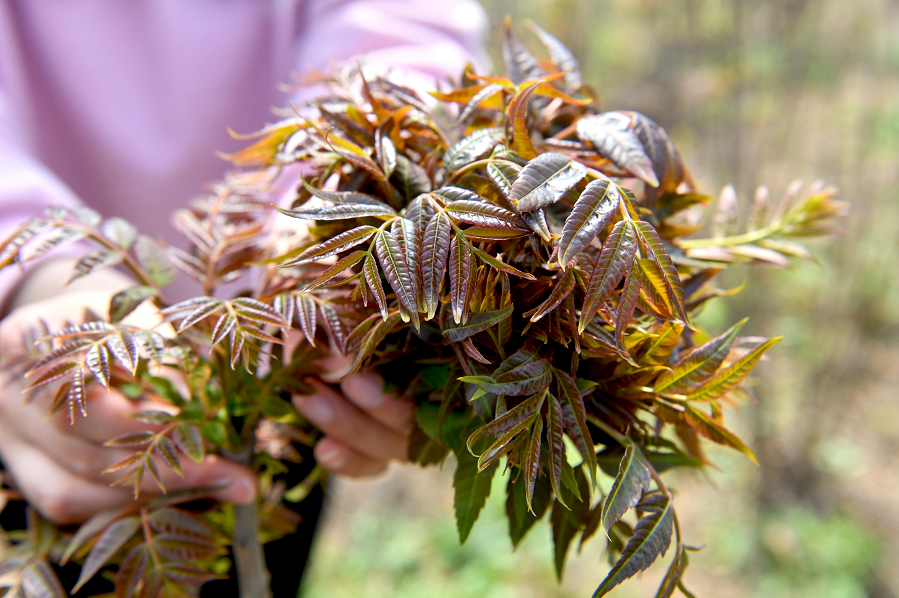 香椿芽鲜嫩芳香,香椿树高产种植有技巧,播种和水肥管理是关键