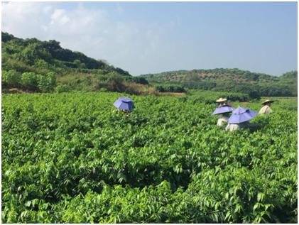 广东树仔菜种植基地图片