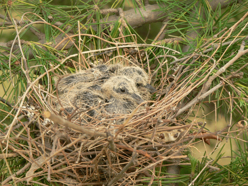 斑鸠蛋几天孵出来?应该怎么饲养?