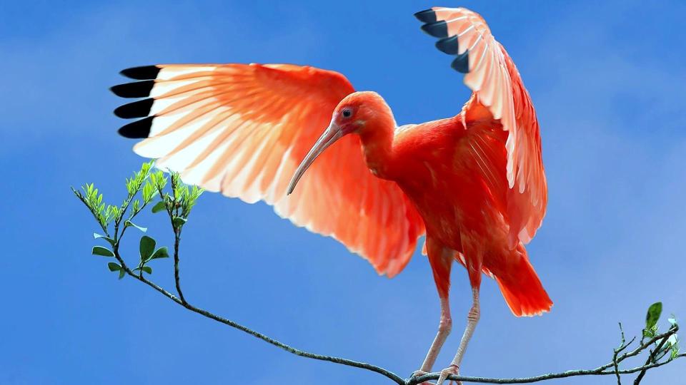 世界上最红的鸟美洲红鹮惊现南宁,是迁徙迷路还是养殖逃逸?