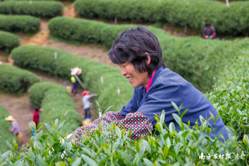 在南边
农村怎样卖茶叶赢利
（在南边
农村怎样卖茶叶赢利
呢）《在农村卖茶叶怎么样》