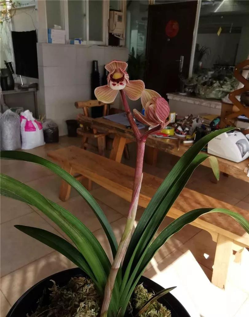 它是莲瓣兰中接近完美的荷瓣花型,色彩鲜艳香味浓,莲瓣兰镇荷