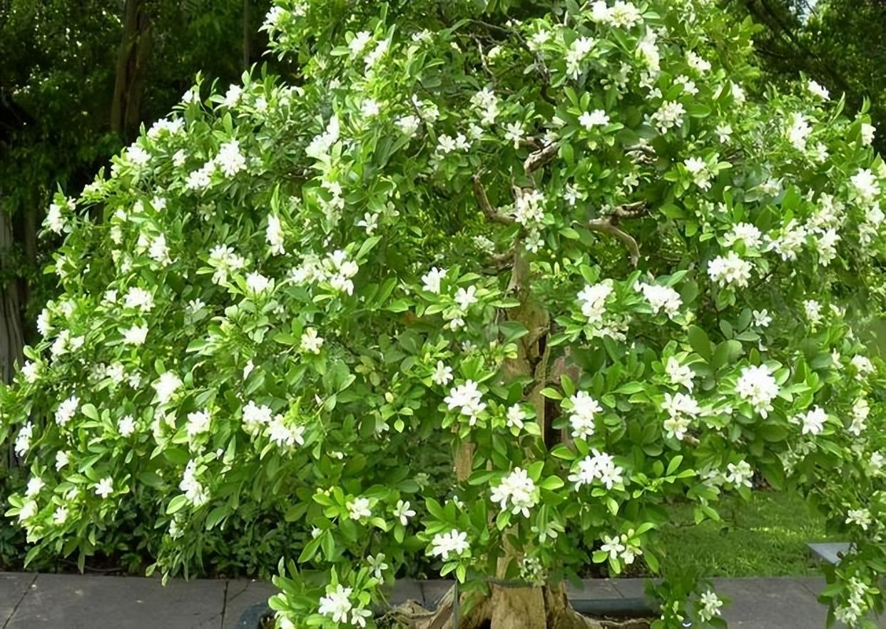 "香水皇后"在阳台放两盆,花香迷人,景色优美,让人羡慕
