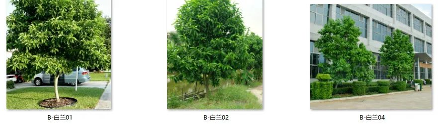 植物图片大全（各种植物图片及名称） 第58张