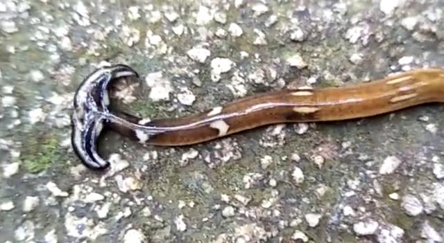 1900年代之前,锤头扁虫开始入侵美国,割成两半,双方都能活