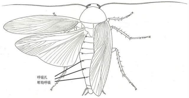蟑螂身体结构图片