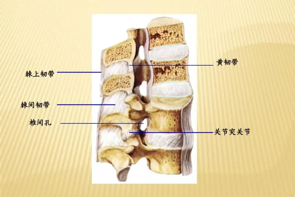 棘间韧带位置图图片