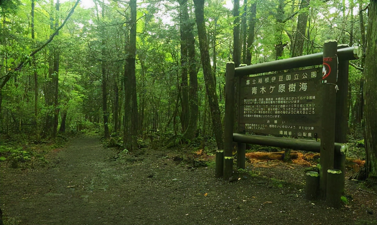 青木原树海森林图片