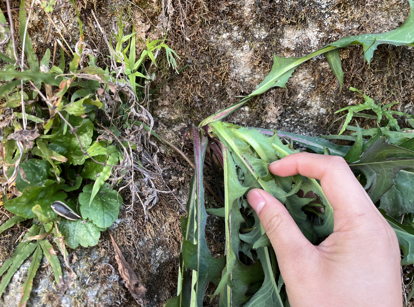 翅果菊,又称苦莴苣,野莴苣,3大作用,价值极高,农民要了解!