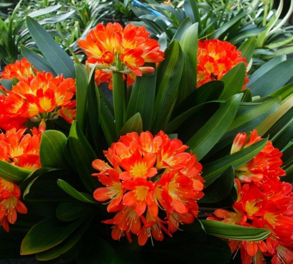 君子兰"砍一刀",憋出十个芽,乱花渐欲迷人眼,长成大群兰